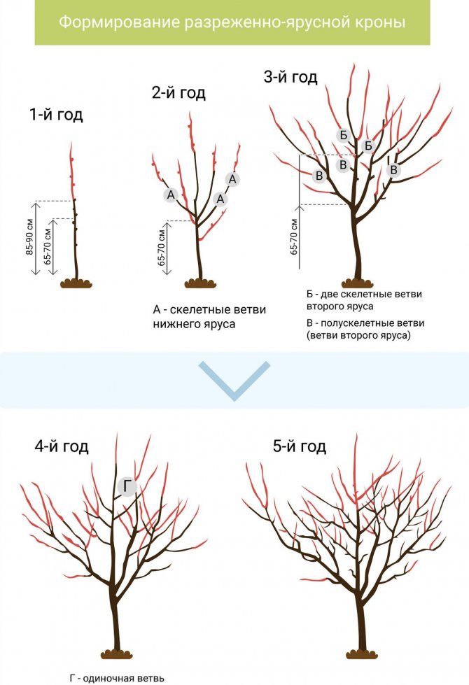 Schéma prořezávání ovocných stromů