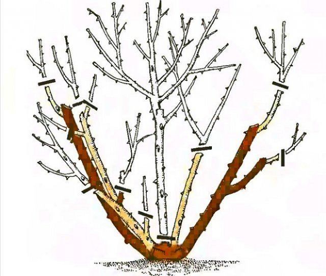 Beskärningsschema för polyanthusrosor
