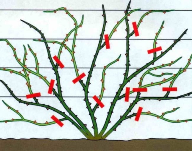 Cutting scheme for rose-climbers