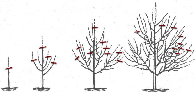 Схема за подрязване на ябълково дърво
