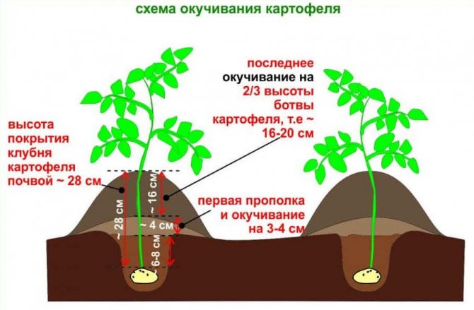 Schéma pěstování brambor