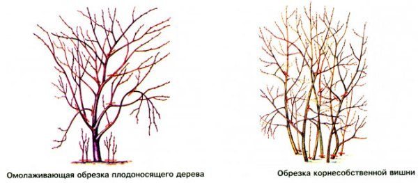 Schéma podzimního prořezávání třešní různých druhů
