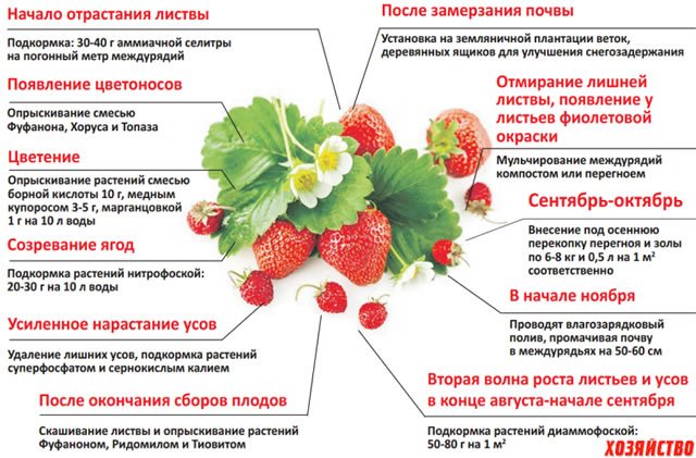 Feeding scheme for garden strawberries