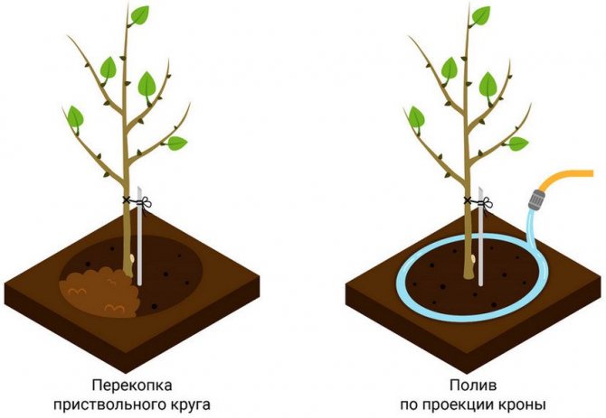The scheme of watering cherries in the trunk circle
