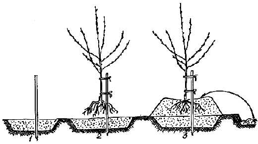 Schéma výsadby meruňky na kopci