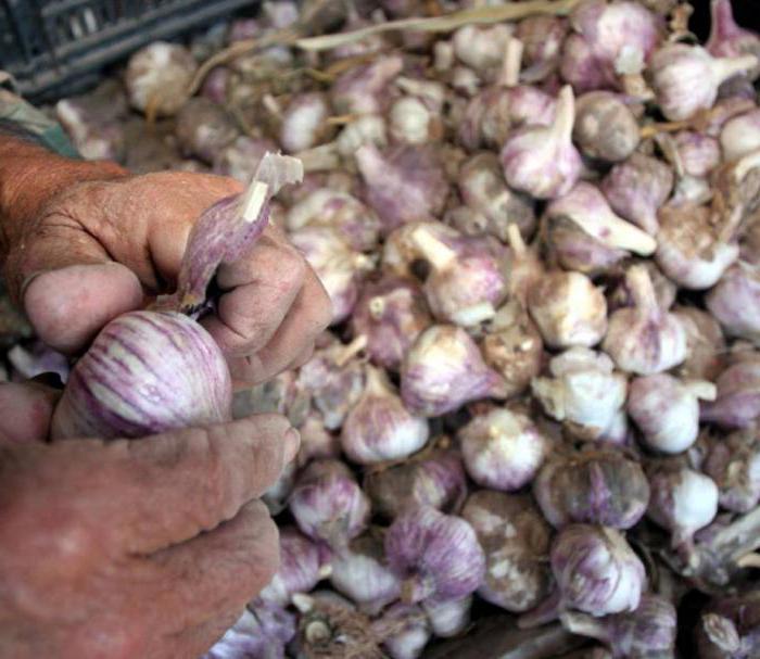 garlic planting scheme