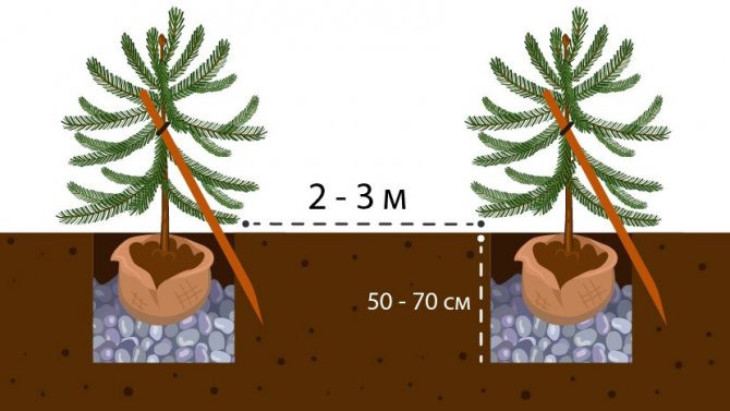Spruce planting scheme