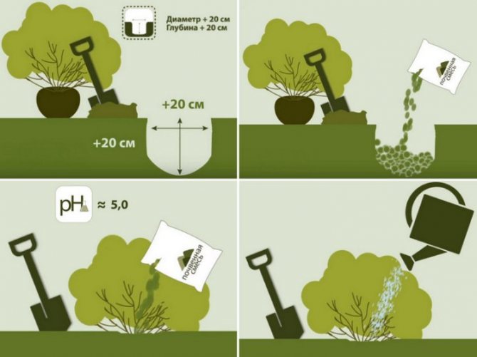 Hydrangea planting scheme