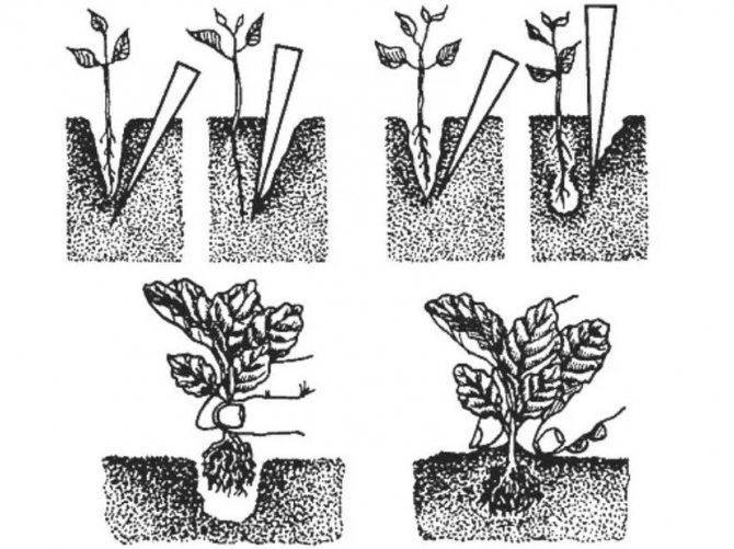 Scheme of planting cabbage by seedling method