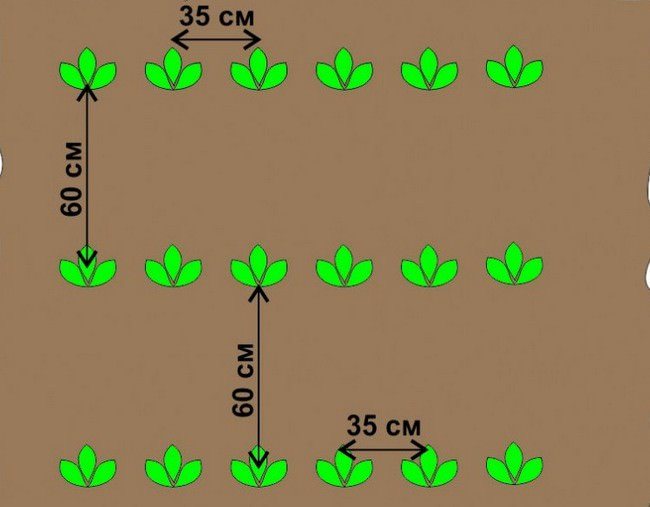 Schéma výsadby brambor "Mayak" pomocí lopatové metody předpokládá vzdálenost mezi řádky brambor asi 50-60 cm