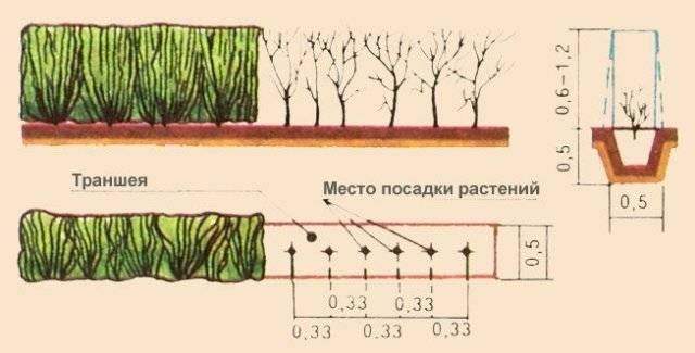 Schema de plantare Cotoneaster