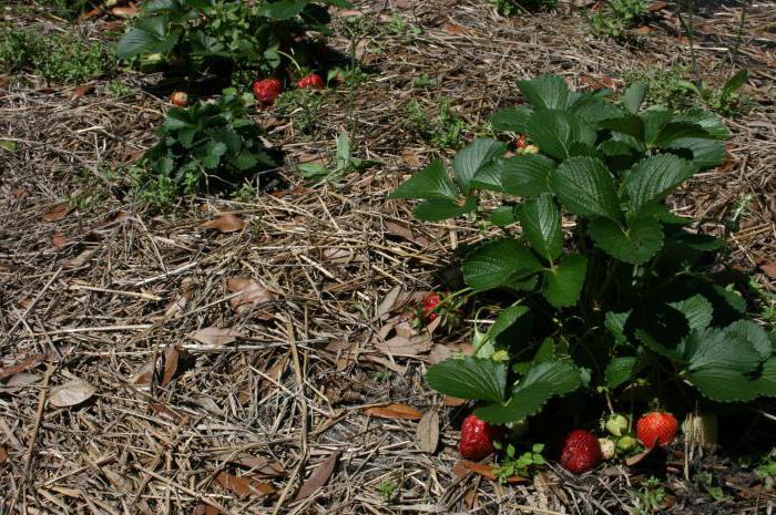 مخطط لزراعة الفراولة تحت agrofibre