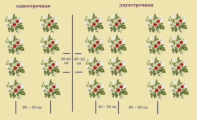 Schema de plantare a căpșunilor