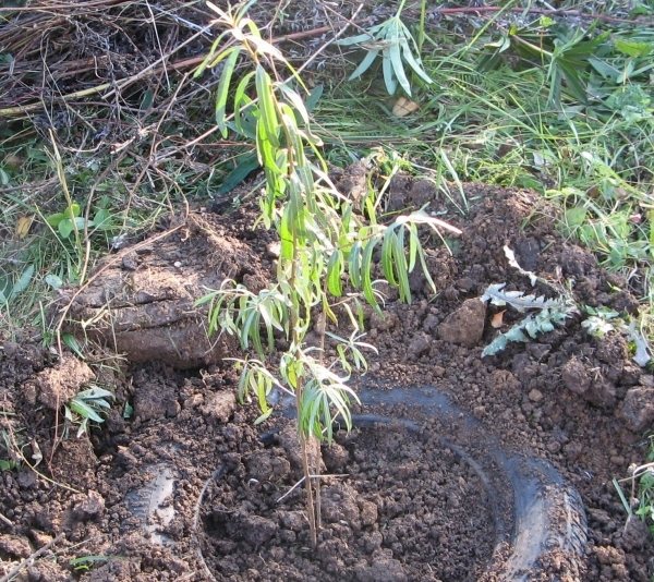 Sea buckthorn planting scheme - how to plant in open ground
