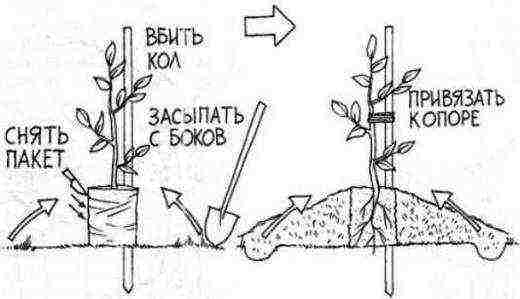 Схема за засаждане на прасковено дърво