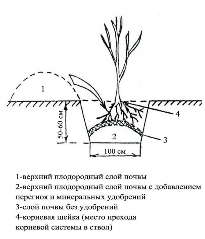 Rowan planting scheme