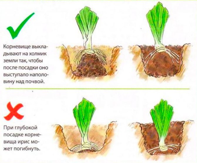 Schema de plantare pentru irisul de grădină