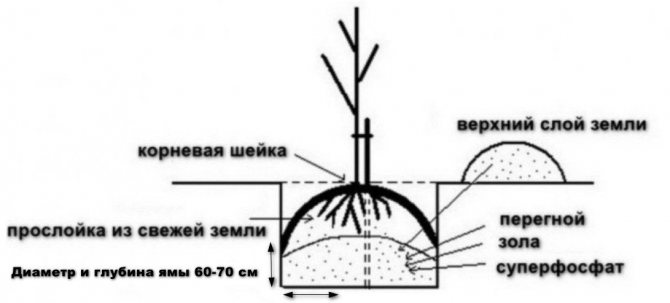 Schema de plantare a răsadurilor de pere
