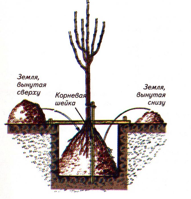 Scheme of planting an apple tree seedling in autumn