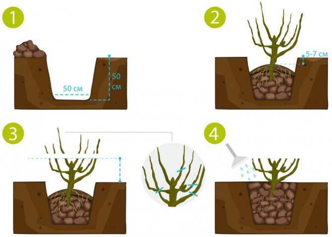 Currant planting scheme