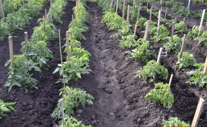 Scheme of planting tomatoes in rows