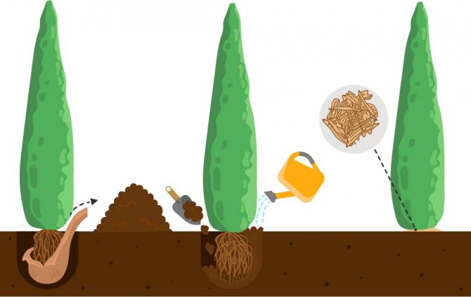 Thuja plantering system