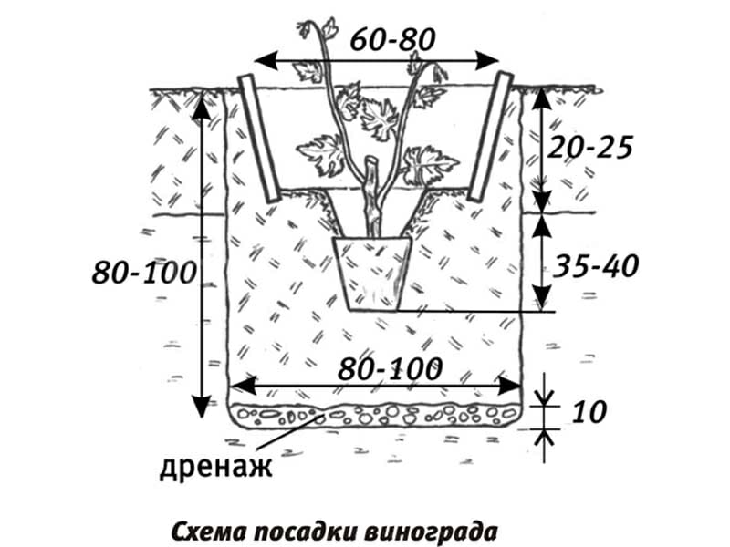 Schema de plantare a strugurilor