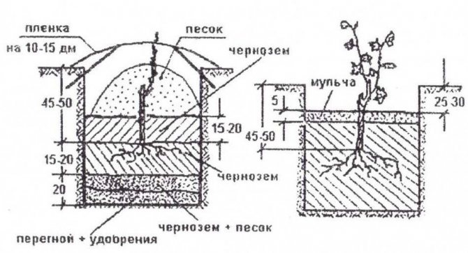 Schema de plantare a strugurilor