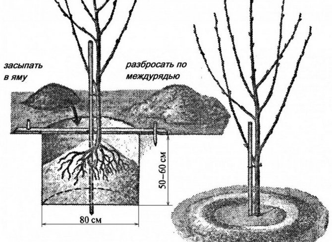 Schema de plantare a cireșelor