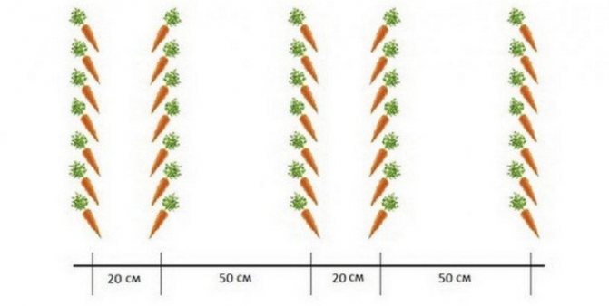 Схема за засяване на моркови
