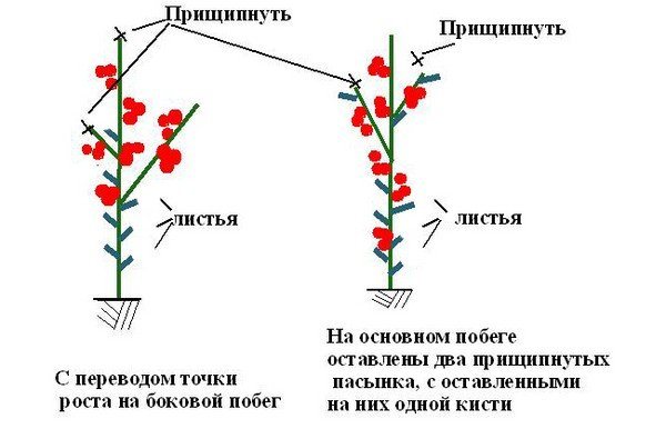 Scheme of the correct pinching of tomatoes