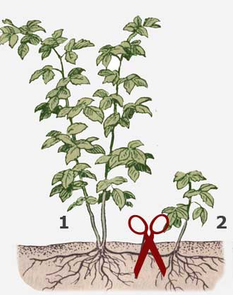 Skema penyebaran raspberry oleh penyedut akar