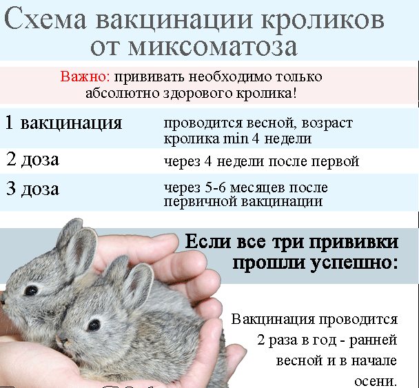 Schéma očkování králíků proti myxomatóze