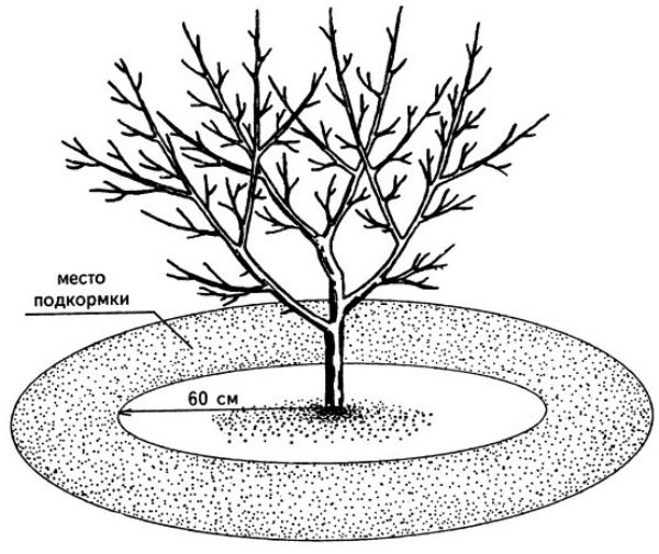 Schema de fertilizare pentru cercul apropiat de vișine