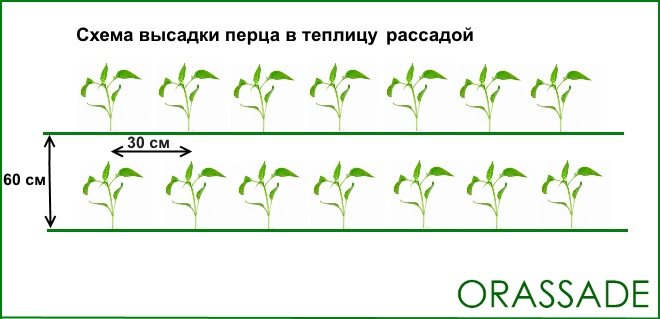 Schéma výsadby papriky ve skleníku se sazenicemi