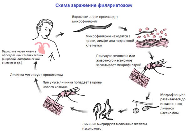 Schéma d'infection de la filariose