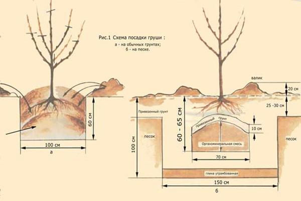 Схеми и правила за засаждане на дървета