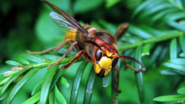 Common hornet