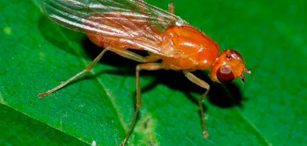 6 начина за борба с морковите мухи за спасяване на реколтата
