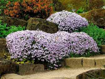 Subulate phlox in landscape design for aranisation of the site