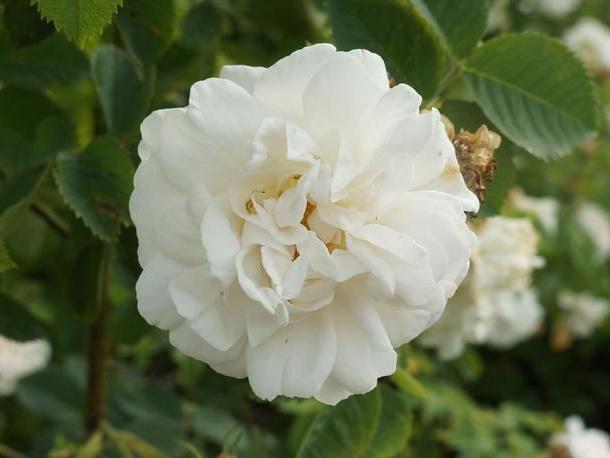 rosehip white rosa alba