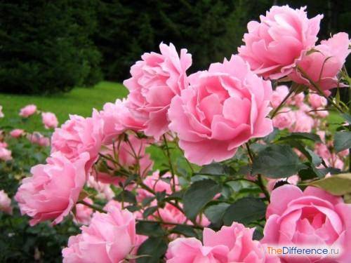 Ang pagkakaiba-iba ng Rosehip at rosas