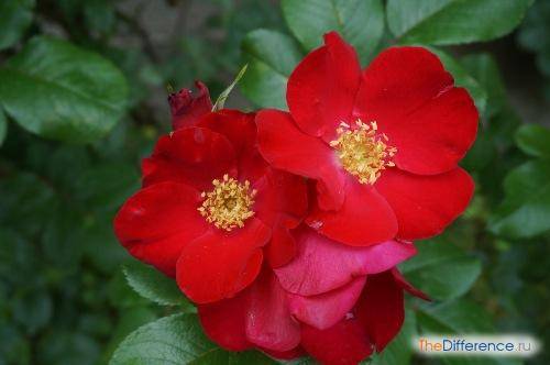 Rosehip and rose differences