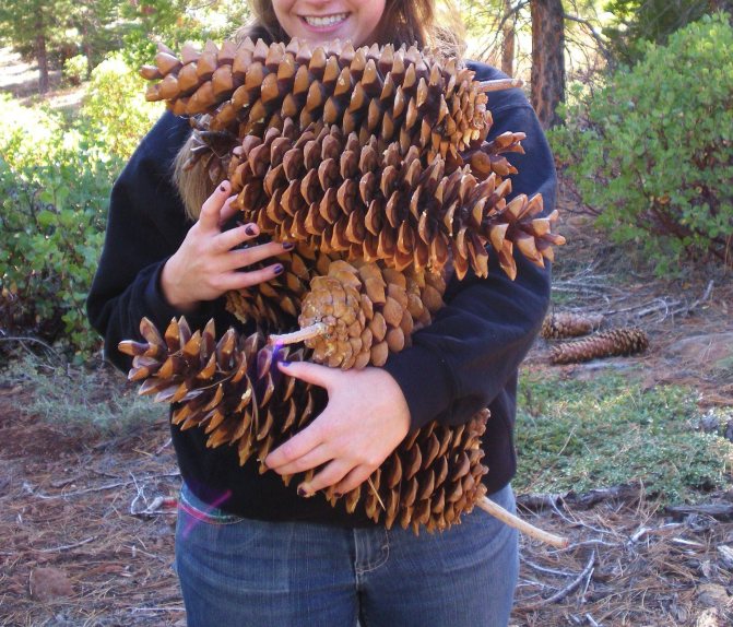 Lambert pine cone