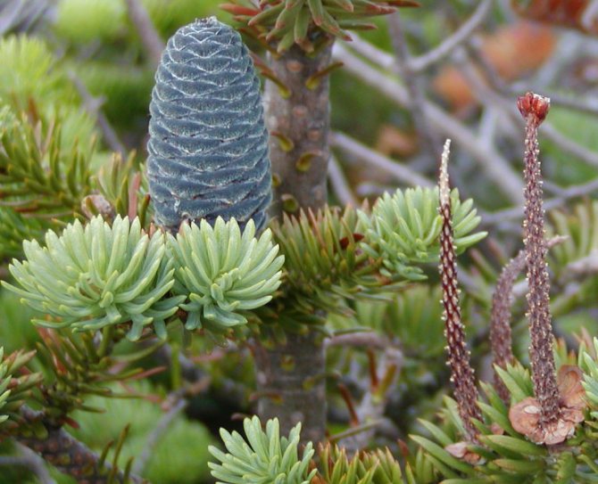 Balsam fir cones