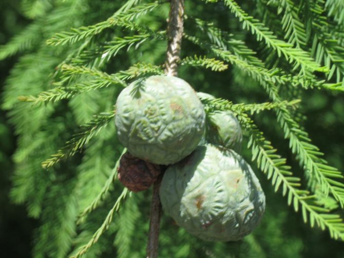 Cones of a young plant