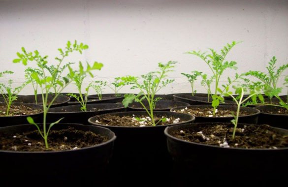Schizanthus seedlings