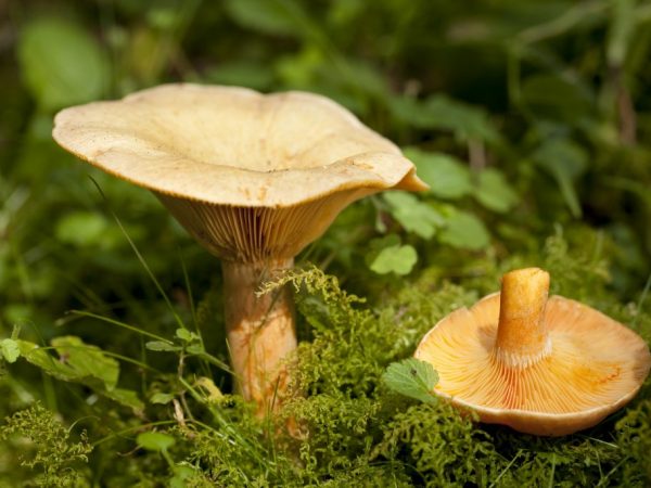 Les bouchons des champignons adultes prennent la forme d'un entonnoir.