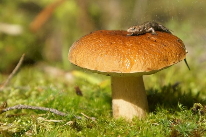 Hat mushroom