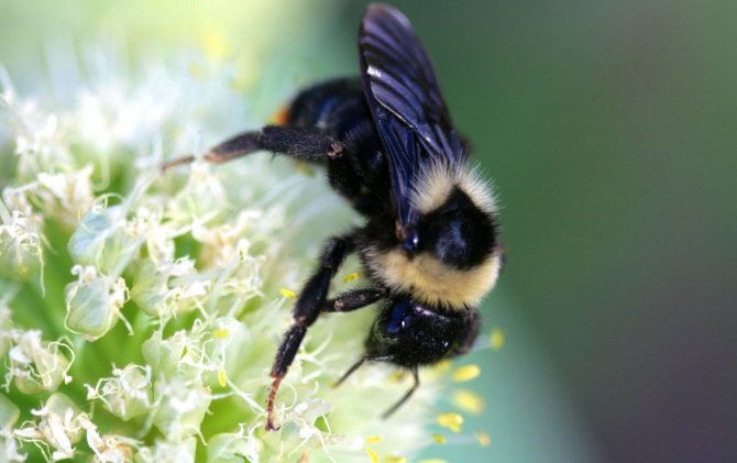 Forest bumblebee